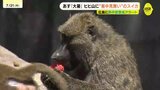 動物園のヒヒへ美味しい暑中見舞い　届いたのは「スイカ」2玉　暦上で1年で最も暑い時期とされる「大暑」に合わせてプレゼント　広島|TBS NEWS DIG