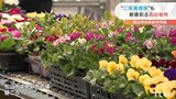 ご祝儀価格は相場の何倍?バラやカサブランカ 花の初競り | 愛媛のニュース - Nスタえひめ|あいテレビは6チャンネル