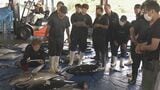 漁港に新鮮なマグロが水揚げされ大勢の仲買人で賑わう お盆の食材として人気 「うねりと風が強かった」漁船には台風の影響も 三重・尾鷲市 | 名古屋・愛知・岐阜・三重のニュース【CBC news】 | CBC web