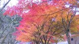 深まりゆく秋 マイントピア別子の紅葉が見頃 | 愛媛のニュース - Nスタえひめ|あいテレビは6チャンネル