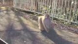 “左手けが”のサル 東京・埼玉から神奈川で目撃相次ぎ今度は静岡県へ「サルに近づかないで」注意を呼び掛け=小山町　|　静岡のニュース | SBSNEWS | 静岡放送