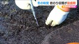 “磯の香り”を楽しむ冬の味覚『岩のり』収穫最盛期 新潟県佐渡市相川|TBS NEWS DIG