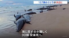 157頭のクジラ打ち上げられる　オーストラリアの浜辺　救助困難で安楽死へ| TBS CROSS DIG with Bloomberg