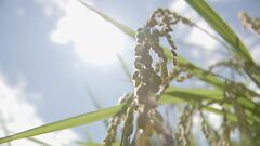 ことしのコメ 収穫量が去年より40万トン増の見通し 作付面積は過去5年間で最大に| TBS CROSS DIG with Bloomberg