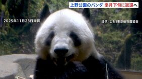 上野動物園のパンダ「シャオシャオ」「レイレイ」 1月下旬に中国返還 国内のパンダ「0頭」に 新たなパンダ貸与に向け交渉続けるも「具体的な回答なし」|TBS NEWS DIG