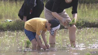 小学生が泥にまみれて田植えを体験　地元の農家が指導　|　東海地方のニュース【CBC news】 | CBC web