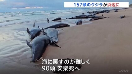 157頭のクジラ打ち上げられる オーストラリアの浜辺 救助困難で安楽死