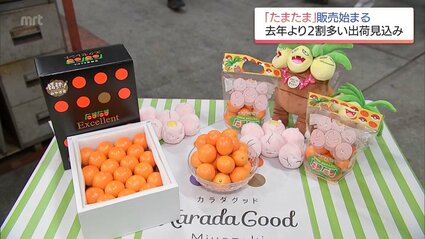 完熟きんかん「たまたま」今季の販売が解禁 東京の市場では1キロ20万円
