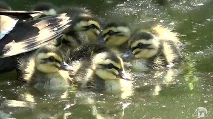 みんな仲良くしろ」カモにとっての“楽園”でカルガモのヒナ11羽が誕生