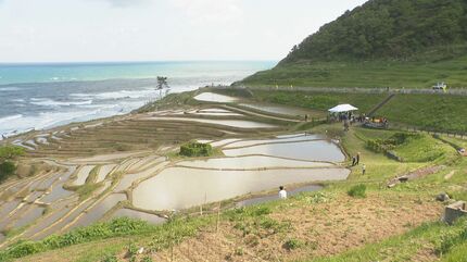 復興の想い重ねて」白米千枚田で田植え 震災から3年ぶり 旅行中に被災