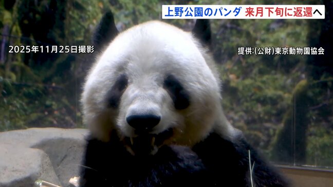 上野動物園のパンダ「シャオシャオ」「レイレイ」 1月下旬に中国返還 国内のパンダ「0頭」に 新たなパンダ貸与に向け交渉続けるも「具体的な回答なし」|TBS NEWS DIG