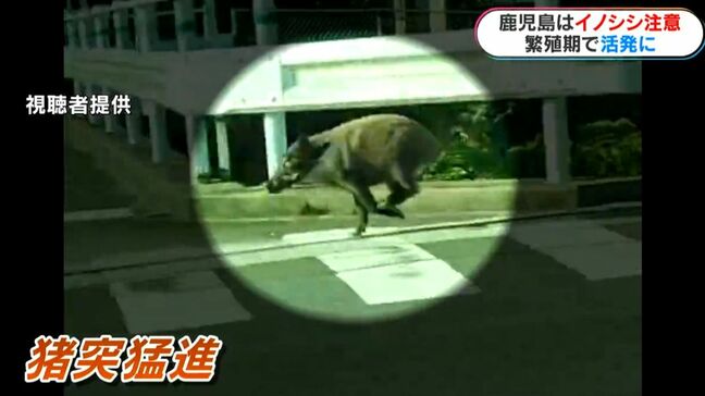 全国ではクマ被害 鹿児島はイノシシに注意 捕獲数は前の年の2倍 12月にかけ繁殖期で活動活発|TBS NEWS DIG