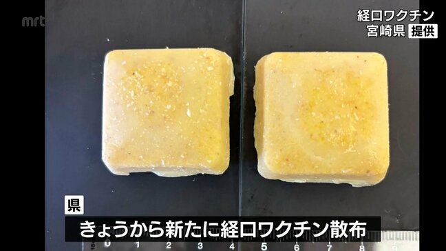 野生のイノシシに豚熱感染広がる　都城市と高原町にまたがるエリアで経口ワクチンの散布開始|TBS NEWS DIG