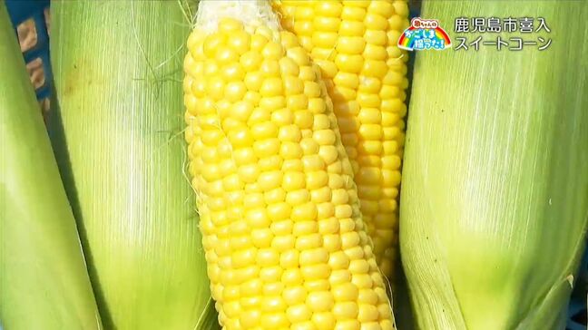 「スイートコーン」喜入・鹿児島【亀ちゃんのかごしま撮った！】|TBS NEWS DIG