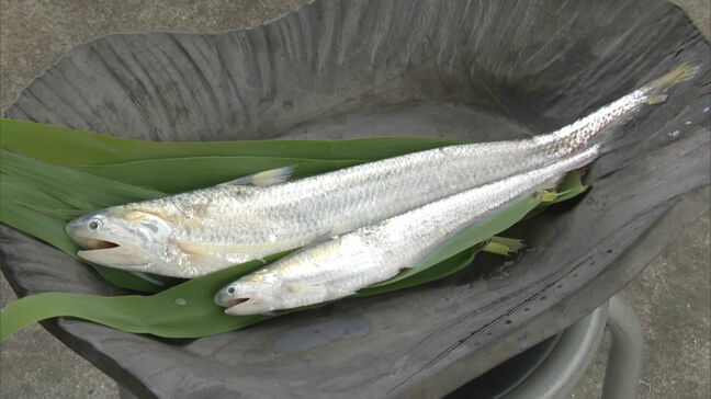 「エツ漁」解禁　筑後川の初夏の風物詩　感謝祭で地元の料理人が”骨切り”披露　福岡|TBS NEWS DIG