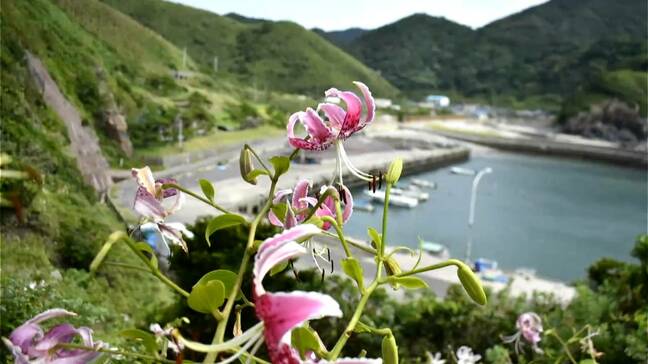 カノコユリの群生　国の天然記念物に指定　鹿児島|TBS NEWS DIG
