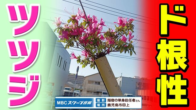 驚異の【ド根性ツツジ】なぜこの場所に 生命力にビックリ 東京の街路樹は〈ハナミズキ〉〈イチョウ〉〈サクラ〉 鹿児島の街路樹は圧倒的に〈ツツジ〉なぜ?|TBS NEWS DIG
