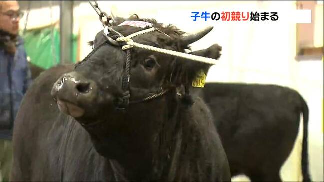 去年の子牛市場『平均価格は前年より3万3000円安い55万円』飼料価格高止まりの中“初競り”始まる「担い手が確実に育つ経営をバックアップしなければ」宮城・美里町|TBS NEWS DIG