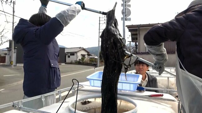住宅街の一角で・・・不作続くノリの陸上養殖に挑む研究者 秘訣は野草から作る”こだわりの栄養”ノリ漁師も注目|TBS NEWS DIG