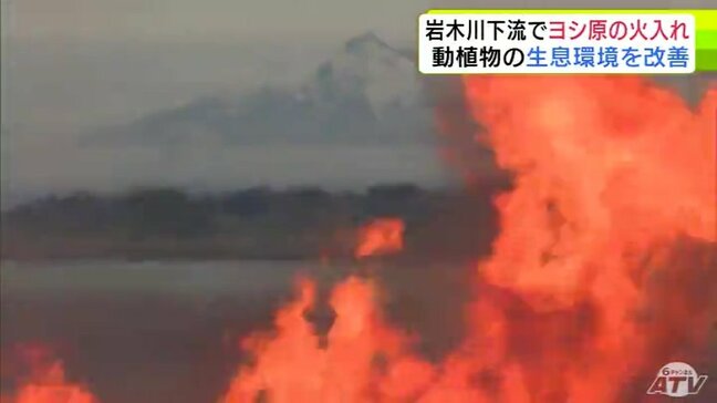 岩木川の下流でヨシ原の火入れ 環境悪化を防ぎ「防災」の観点からも重要 青森県|TBS NEWS DIG