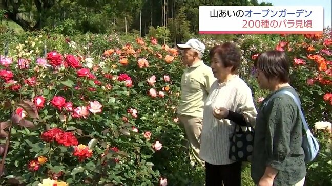 約200種のバラが見ごろに　高千穂町の民家のバラ園　31日まで一般公開|TBS NEWS DIG