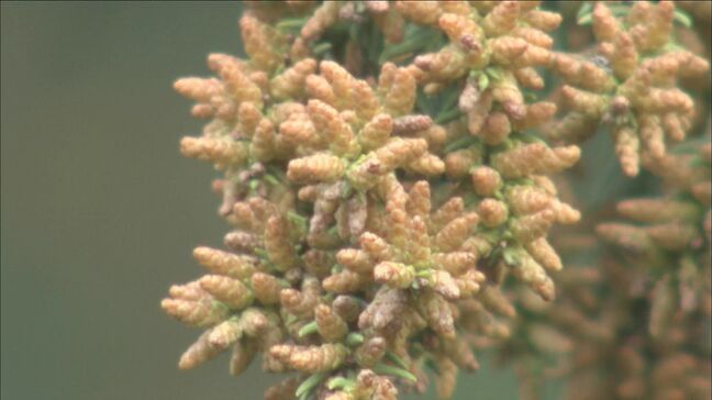 スギ花粉初観測、本格シーズンへ　ドラッグストアでは早くも特設コーナー　医療用成分や鼻うがい商品が人気|TBS NEWS DIG