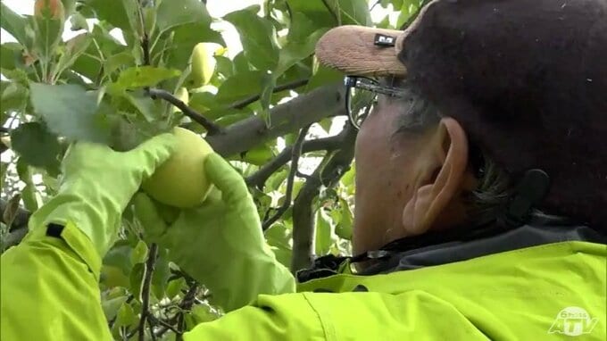 「空気全体が甘酸っぱいリンゴの香り」援農ボランティアのツアーで県内外の約50人がリンゴの収穫を体験「その場で食べたくなってしまう」　青森県弘前市|TBS NEWS DIG