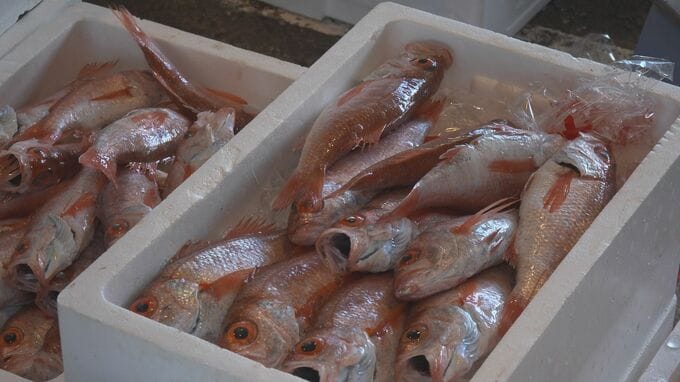 底引き網漁解禁でカレイやノドグロ水揚げで港に活気 記録的大雨による大量の流木は漁にも影響|TBS NEWS DIG