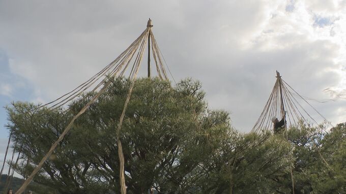 兼六園も冬支度!雪吊り作業はじまる 12月中旬にかけ約800本に施す|TBS NEWS DIG