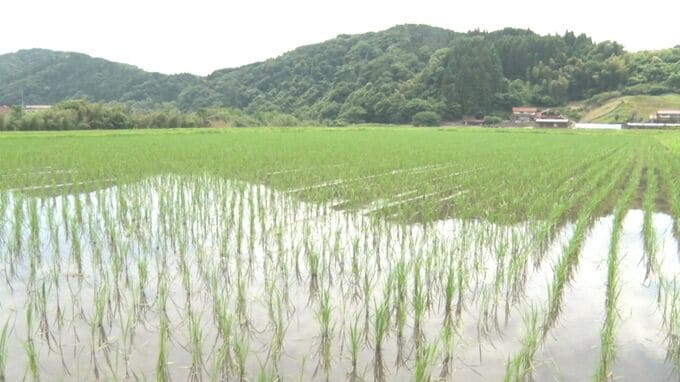「自分たちとはかけ離れたところでの話」心配は「新米価格」…「米価高騰」「備蓄米放出」農家のきもち”ジレンマ”　|　BSSニュース | BSS山陰放送