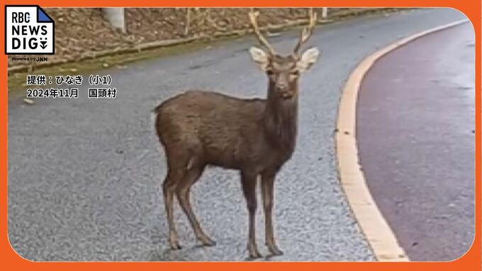 やんばるの “国内外来種” ニホンジカは絶滅危惧植物を食べていた　最初の目撃報道2日後に採集のフンから「28種」もの植物|TBS NEWS DIG
