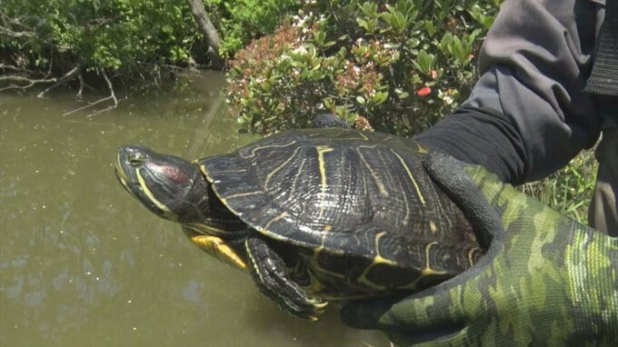 ミドリガメ大量繁殖…1年で2300匹駆除　改正外来生物法は「中途半端」　地元団体は不安　|　BSSニュース | BSS山陰放送