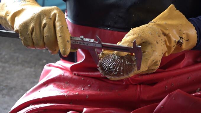 一部漁協では生き残ったホタテに生育遅れ　大きさが例年より小さく…　2023年の猛暑で大量死の陸奥湾の養殖ホタテの春の実態調査が始まる　|　青森のニュース│ATV NEWS│青森テレビ