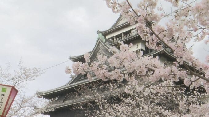 松江で桜満開　平年より3日早く　|　BSSニュース | BSS山陰放送