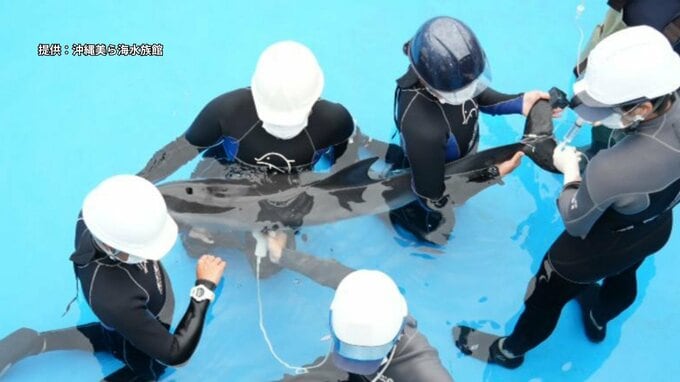 ビーチで保護されたイルカの子が死ぬ　保護から4日後、沖縄美ら海水族館が治療も回復せず天国へ|TBS NEWS DIG