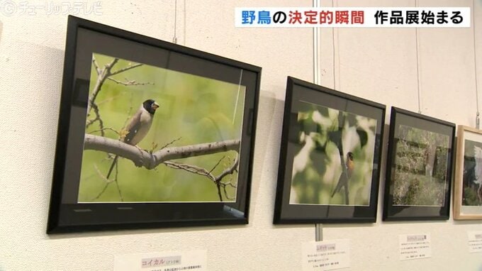 絶滅危惧種「ツクシガモ」など野鳥作品写真展始まる 富山県民会館　|　富山のニュース｜天気・防災｜チューリップテレビ