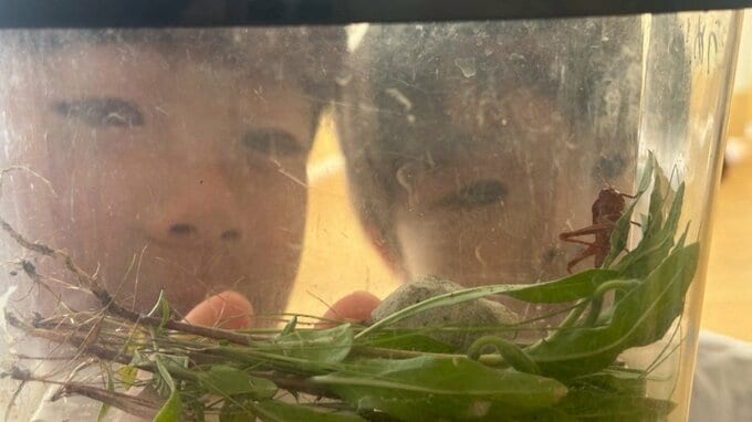 鮮やかな“ピンク色のバッタ” 虫捕りが大好きな8歳と5歳の兄弟が公園で発見【岡山】|TBS NEWS DIG
