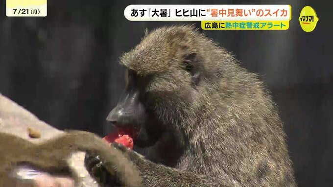 動物園のヒヒへ美味しい暑中見舞い　届いたのは「スイカ」2玉　暦上で1年で最も暑い時期とされる「大暑」に合わせてプレゼント　広島　|　RCC NEWS | 広島ニュース | RCC中国放送