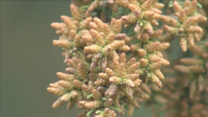 スギ花粉初観測、本格シーズンへ　ドラッグストアでは早くも特設コーナー　医療用成分や鼻うがい商品が人気　|　大分のニュース｜OBS NEWS｜大分放送