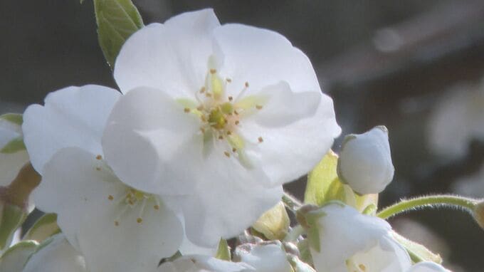 指月公園でミドリヨシノ見頃　ガクの部分が緑色　学術的に貴重　山口県萩市以外では確認されていない品種|TBS NEWS DIG