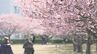 春の足音「駆け足」に　いわき市の河津桜が満開　浪江で16.9℃　4月並みの暖かさ　|　福島のニュース│TUF