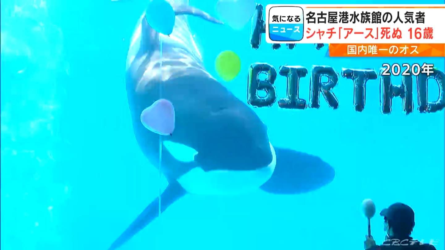県外から追悼に訪れる人も… 名古屋港水族館の人気者 国内唯一のオスの