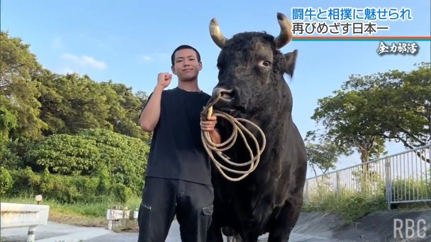 体重1トンの牛を引いて鍛錬･･･闘牛に魅せられた相撲少年がめざす 高校日本一【全力部活】