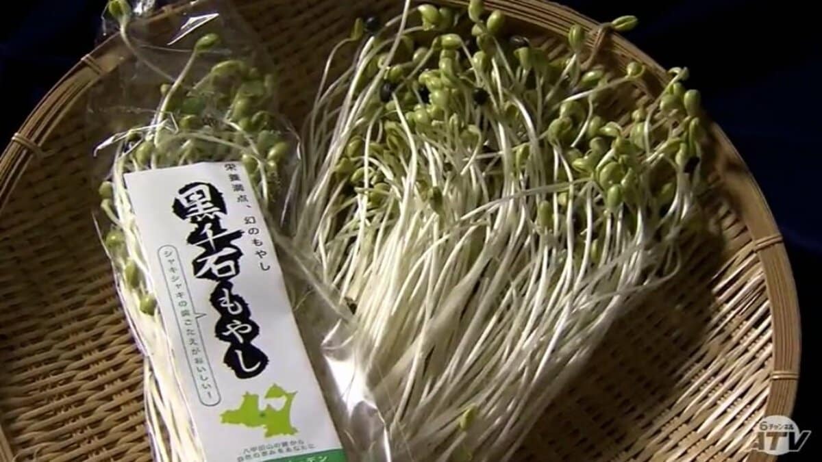 幻の大豆」から栽培 黒千石もやしを収穫 青森県 | 青森のニュース│ATV