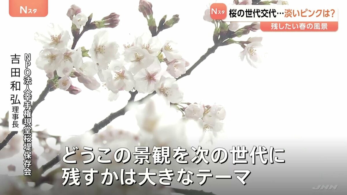 進む桜の「老木化」 世代交代の必要性と戸惑いの声 淡いピンク