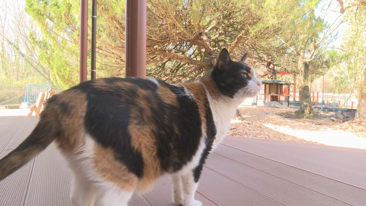 猫と自然に囲まれて癒しのひととき