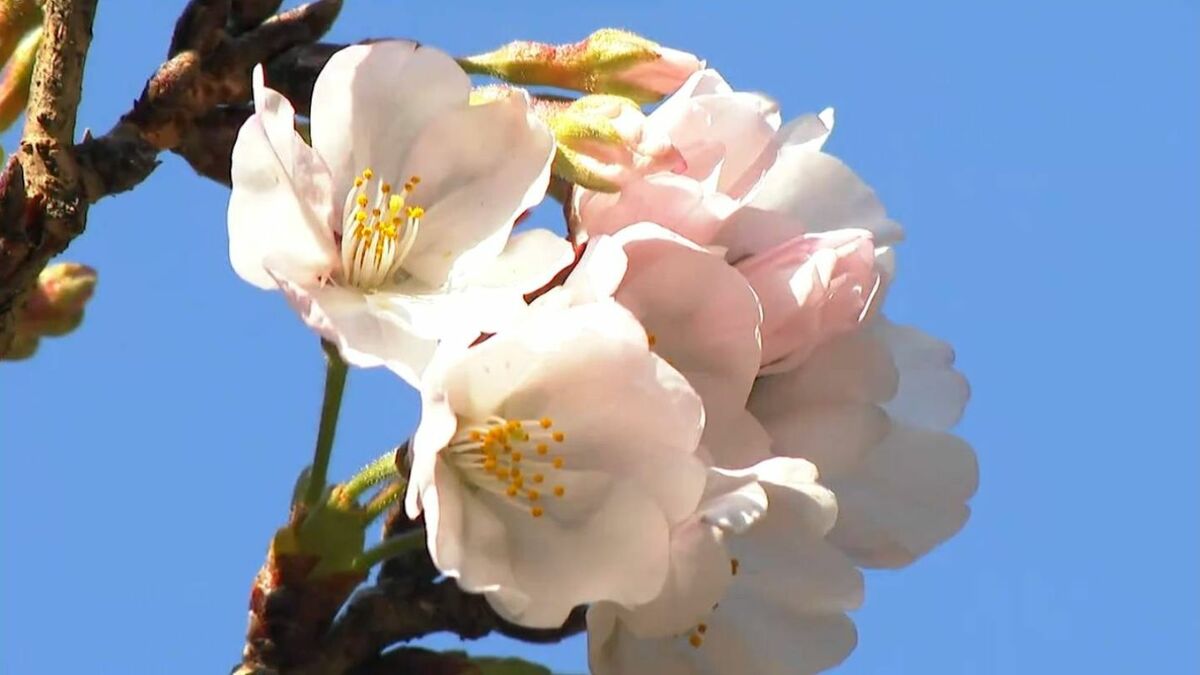 さくら開花】鹿児島市・慈眼寺公園さくら広場【標本木の開花・満開は