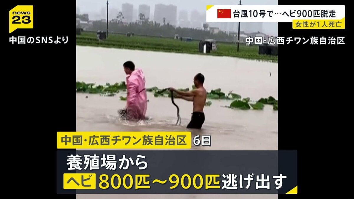 800～900匹のヘビが養殖場から逃げ出す コブラにかまれた女性死亡 中国・広西チワ…