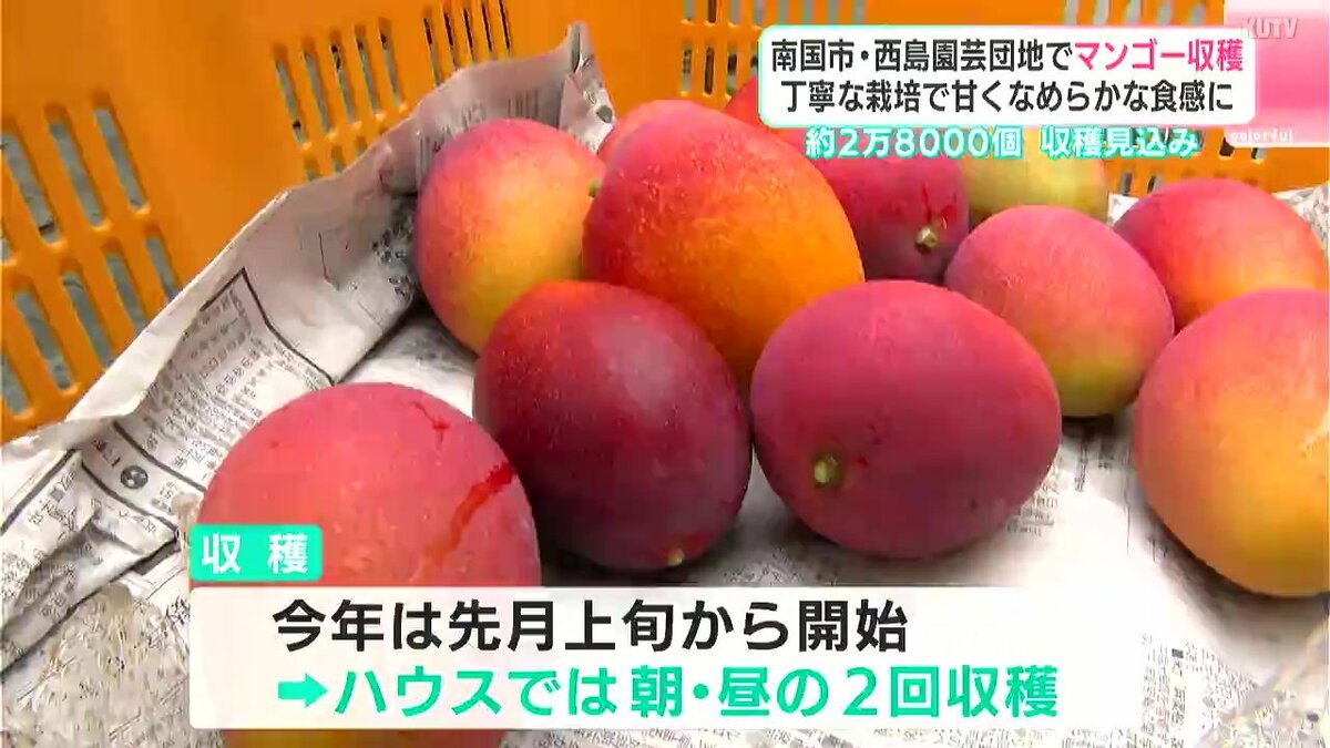 去年より2000個増の2.8万個！南国市・西島園芸団地で“濃厚な甘み