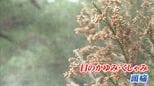スギ花粉は条件によっては100km以上飛ぶ!花粉症を悪化させる「PM2.5」とは?【前編】|TBS NEWS DIG